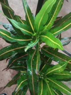 Codiaeum Variegatum/Croton - Indoor/Outdoor Ornamental Plants -Care Flowering Shop WhatsAppImage2022 03 19at4.00.01PM