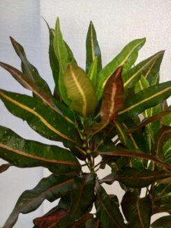 Codiaeum Variegatum/Croton - Indoor/Outdoor Ornamental Plants