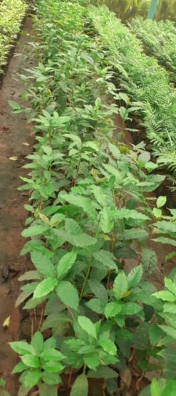 Coffee Plant - Fruit Plants & Trees -Care Flowering Shop WhatsAppImage2022 09 15at1.05.29PM