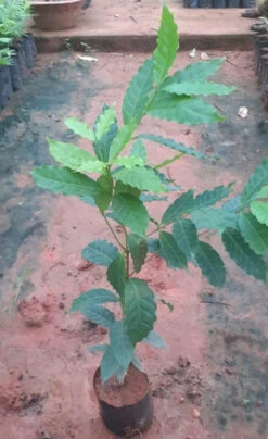 Coffee Plant - Fruit Plants & Trees -Care Flowering Shop WhatsAppImage2022 09 15at1.05.30PM