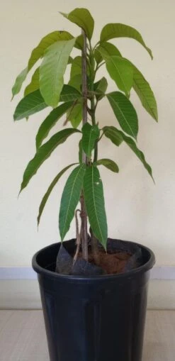 Golden Nam Dok Mai Mango (Grafted) Semi Dwarf - Fruit Plants -Care Flowering Shop WhatsAppImage2022 09 17at10.50.08AM