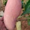 Red Ivory Mango Grafting-Fruit Plant & Tree