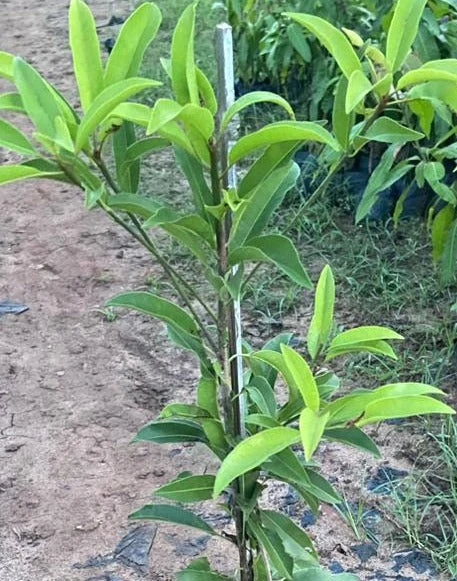 California Sapota/Chikoo-Fruit Plant & Tree. 2 California Sapota/Chikoo-Fruit Plant & Tree. - Image 2
