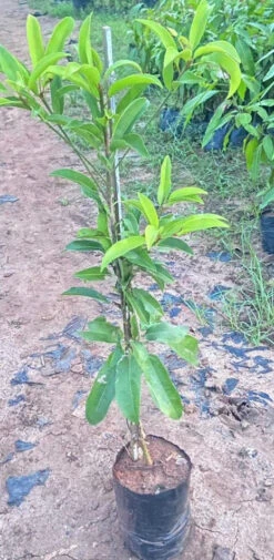 California Sapota/Chikoo-Fruit Plant & Tree. 5 California Sapota/Chikoo-Fruit Plant & Tree. -Care Flowering Shop WhatsAppImage2022 10 08at4.07.02PM
