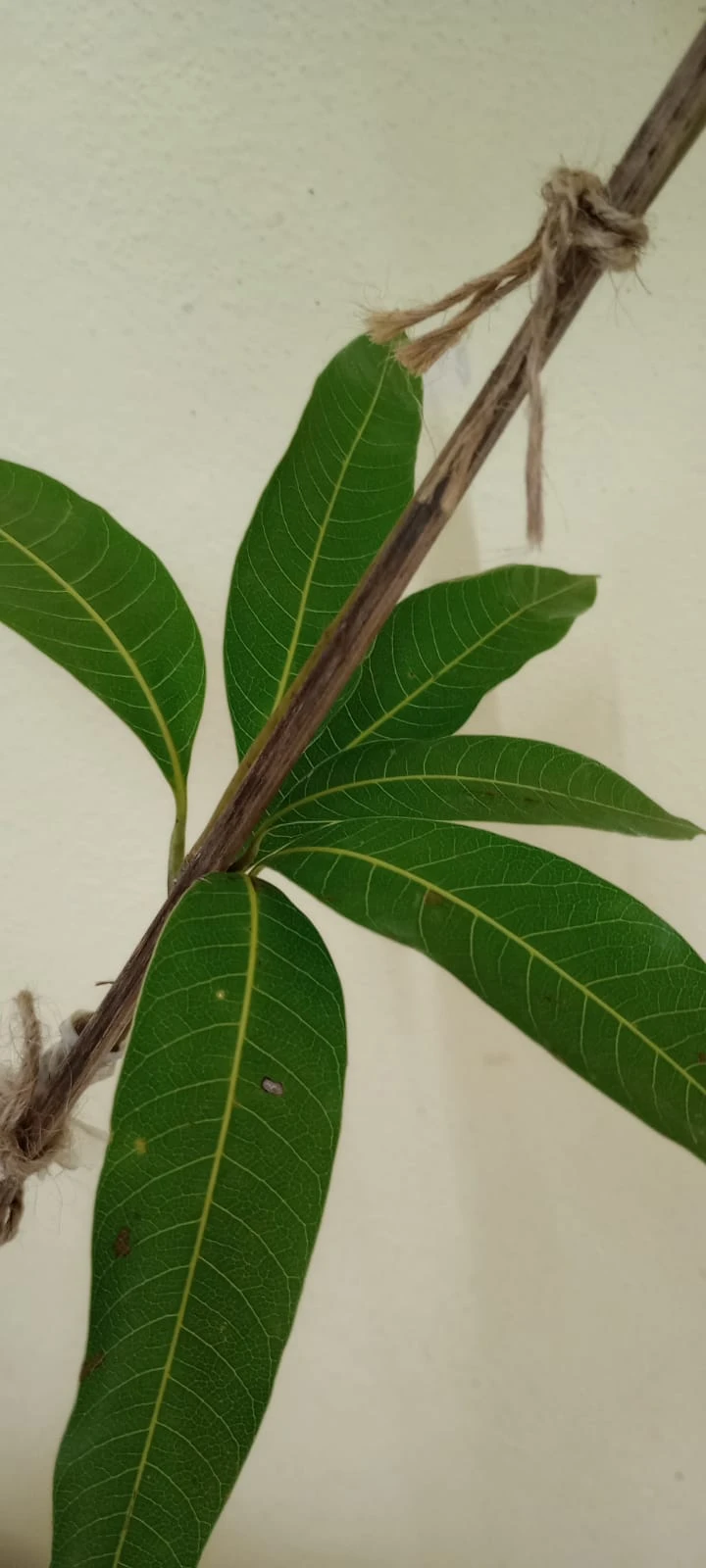 Blue-Mango Fruit Plant And Tree 3 Blue-Mango Fruit Plant And Tree - Image 3