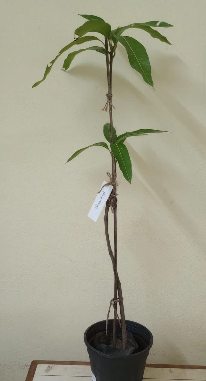 Blue-Mango Fruit Plant And Tree 2 Blue-Mango Fruit Plant And Tree - Image 2