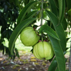 Garcinia Combogutta - Fruit Plants & Tree