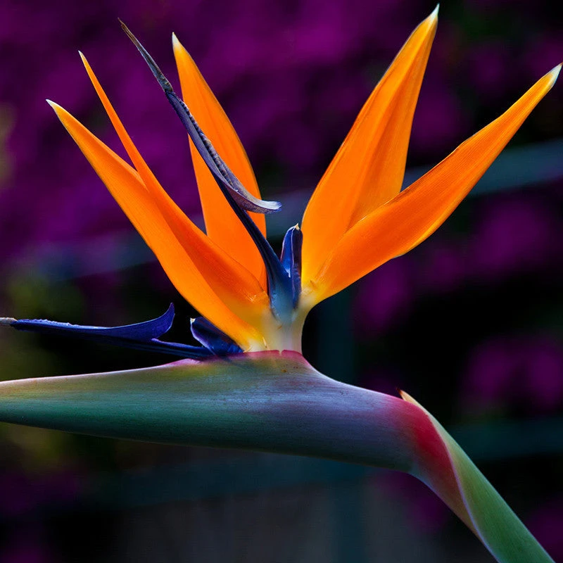 Bird Of Paradise - Flowering Shrubs 2 Bird Of Paradise - Flowering Shrubs - Image 2