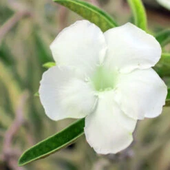 Adenium White - Flowering Plants -Care Flowering Shop adenium obesum s w2