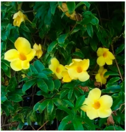 Allamanda Yellow Hybrid - Creeper And Climbers
