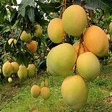 Mango Alphonso(Grafted) - Fruit Plants & Tree 1 Mango Alphonso(Grafted) - Fruit Plants & Tree