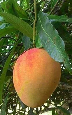 Mango Alphonso(Grafted) - Fruit Plants & Tree 9 Mango Alphonso(Grafted) - Fruit Plants & Tree -Care Flowering Shop alphonsomango1