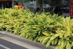 Alpinia Zerumbet - Ornamental Shrubs 9 Alpinia Zerumbet - Ornamental Shrubs -Care Flowering Shop alpiniazerumbetnatureboy2