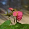 Anthurium Andreanum Baby Pink - Gift Plants
