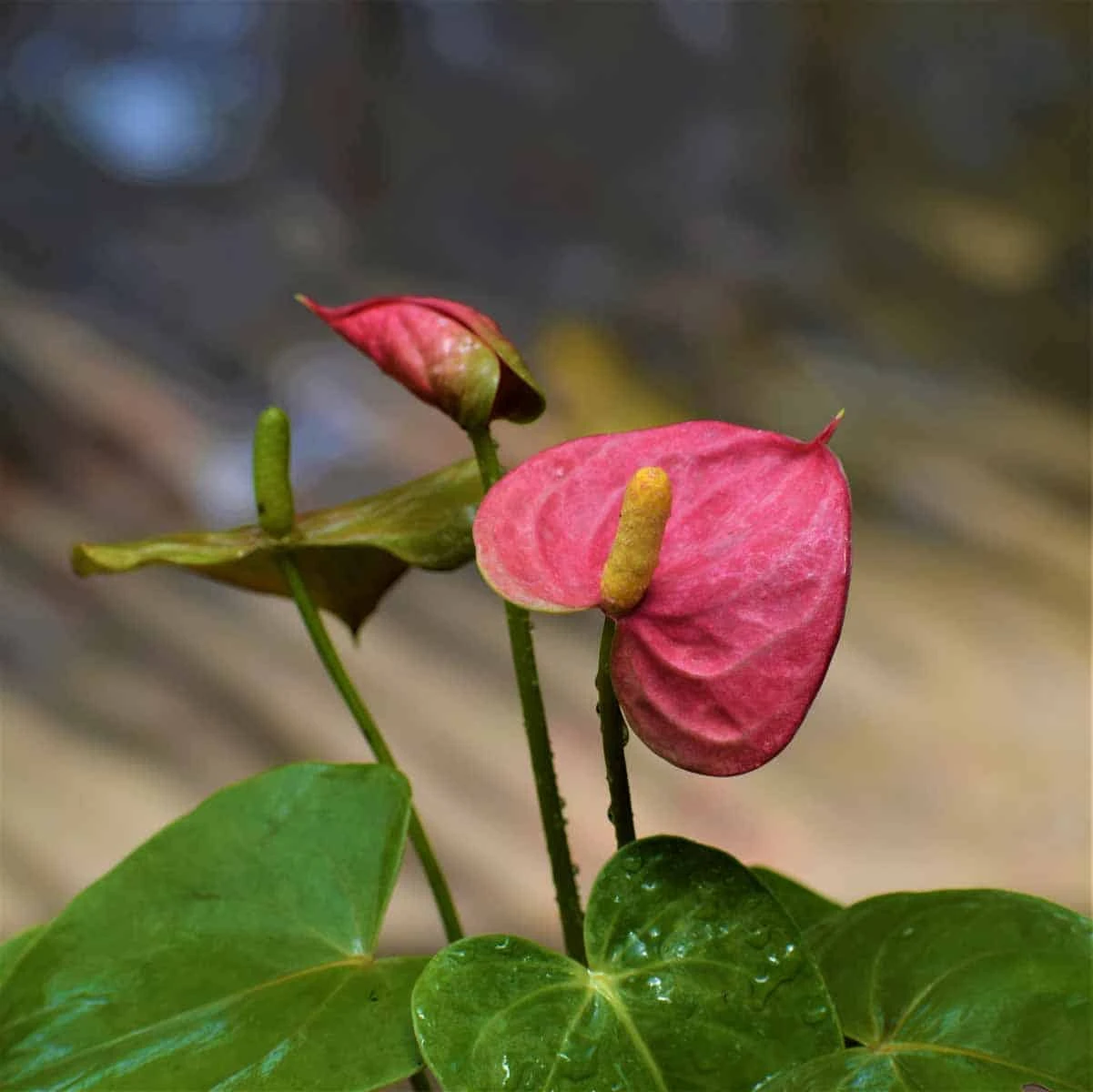 Anthurium Andreanum Baby Pink - Gift Plants 1 Anthurium Andreanum Baby Pink - Gift Plants
