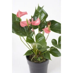 Care Flowering Shop -Care Flowering Shop anthuriumbabypinknbs