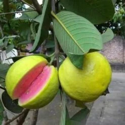 Guava Arka Kiran(Pink Flesh&soft Seeds) - Fruit Plants