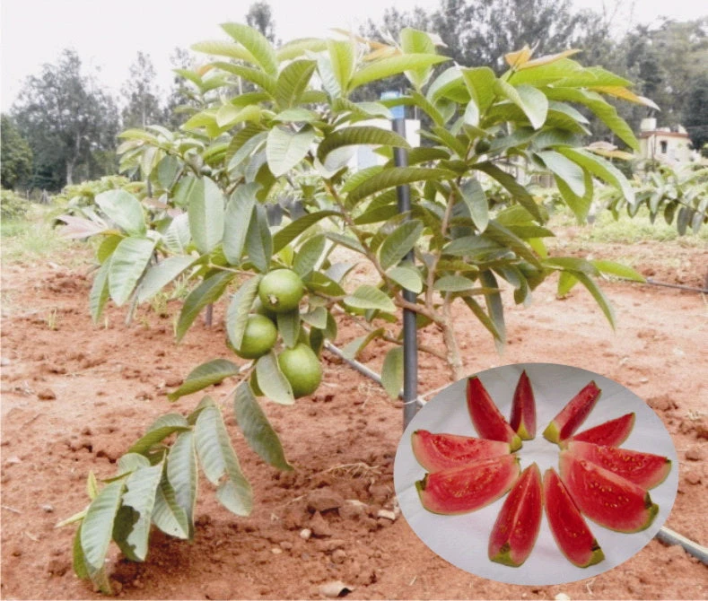 Guava Arka Kiran(Pink Flesh&soft Seeds) - Fruit Plants 2 Guava Arka Kiran(Pink Flesh&soft Seeds) - Fruit Plants - Image 2