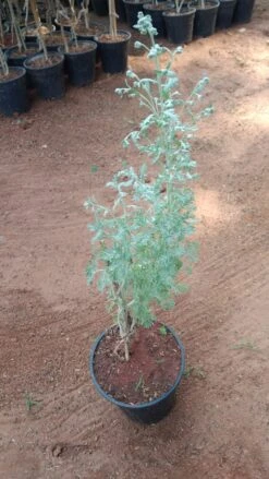 Artemisia Abrotanum/Davana - Herb Plant 5 Artemisia Abrotanum/Davana - Herb Plant -Care Flowering Shop artemisiaabrotanum