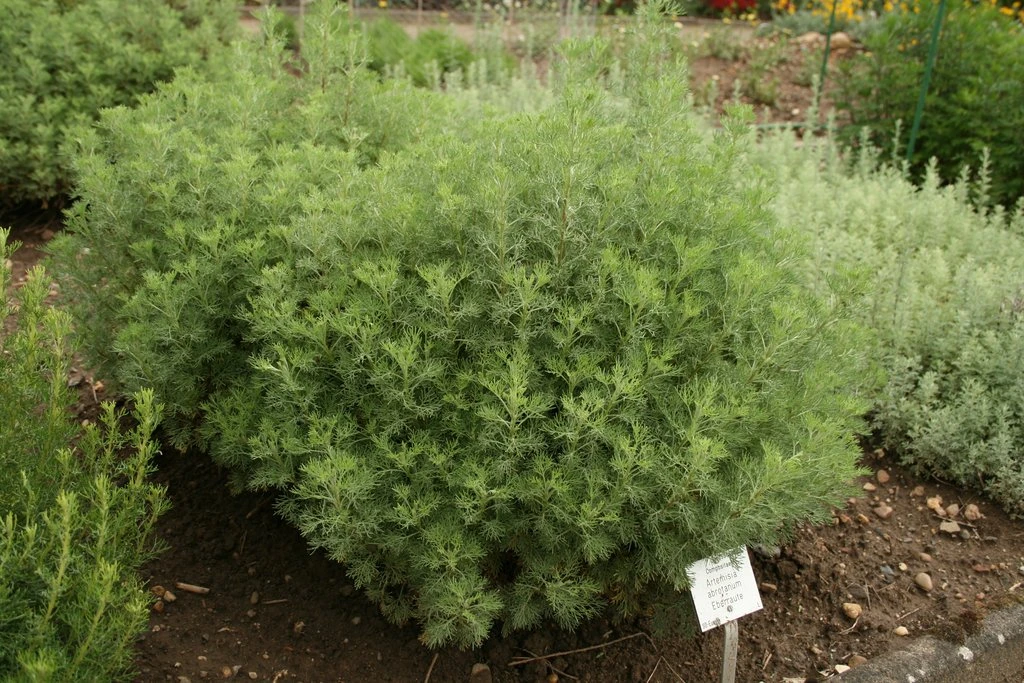 Artemisia Abrotanum/Davana - Herb Plant 2 Artemisia Abrotanum/Davana - Herb Plant - Image 2