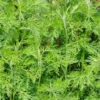 Artemisia Abrotanum/Davana - Herb Plant