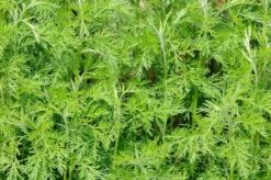 Artemisia Abrotanum/Davana - Herb Plant