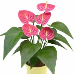 Anthurium Andreanum Pink - Indoor Flowering Plants