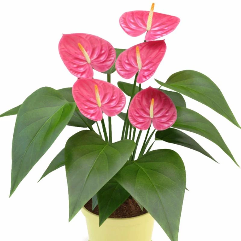 Anthurium Andreanum Pink - Indoor Flowering Plants 1 Anthurium Andreanum Pink - Indoor Flowering Plants