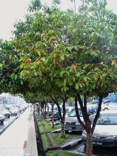 Bakul / Indian Medlar / Mimusops Elengi - Avenue Trees 3 Bakul / Indian Medlar / Mimusops Elengi - Avenue Trees - Image 3