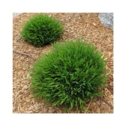 Bamboo Grass Green - Ornamental Plants