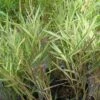 Bamboo Grass Variegata - Ornamental Plants