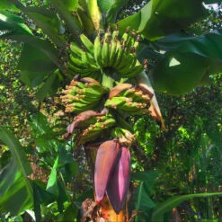 Banana Amruthapani - Fruit Plants & Tree -Care Flowering Shop banana tree 3425x2244 ca008cfe 2615 436e a653 f261014a6ba4