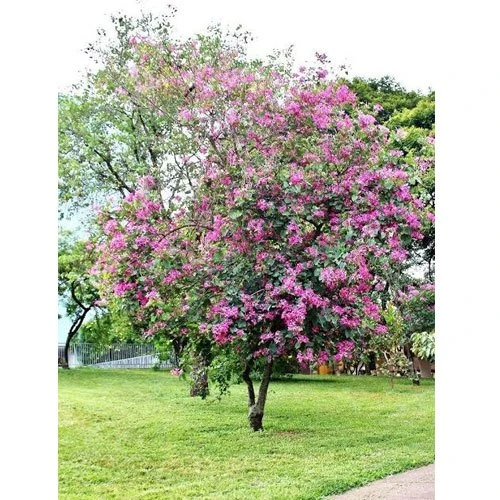 Bauhinia Purpurea (Hybrid Pink) - Avenue Trees 2 Bauhinia Purpurea (Hybrid Pink) - Avenue Trees - Image 2