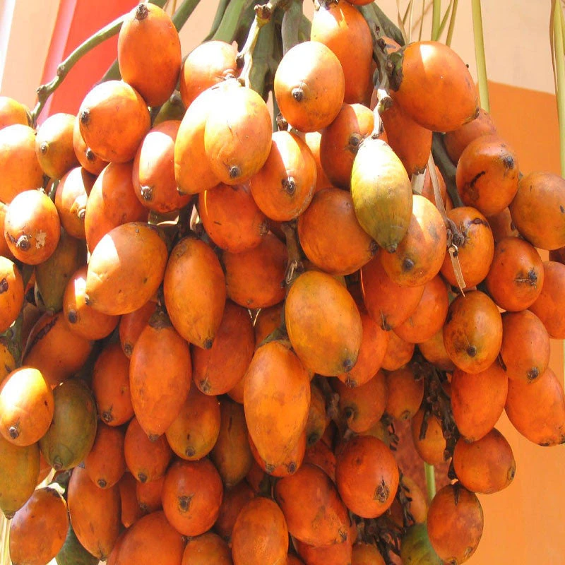 Betel Nut/Areca Nut - Fruit Plants & Tree 2 Betel Nut/Areca Nut - Fruit Plants & Tree - Image 2