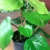 Maghai Paan/Betel Leaf - Medicinal & Aromatic Plants