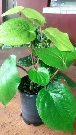 Maghai Paan/Betel Leaf - Medicinal & Aromatic Plants