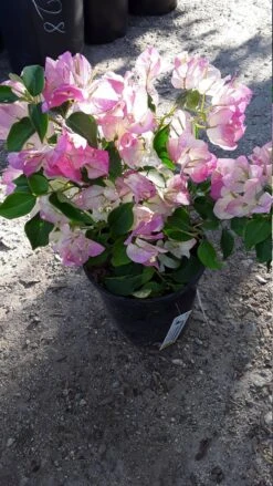 Bougainvillea Pink And White - Creepers & Climbers 5 Bougainvillea Pink And White - Creepers & Climbers -Care Flowering Shop bougainvilleapink white2