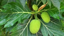 Bread Fruit/Jack Fruit Curry Panasa - Fruit Plants & Tree