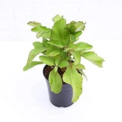 Bryophyllum Pinnatum - Plant