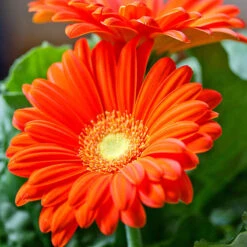 Gerbera Plant Orange - Top Bed Room