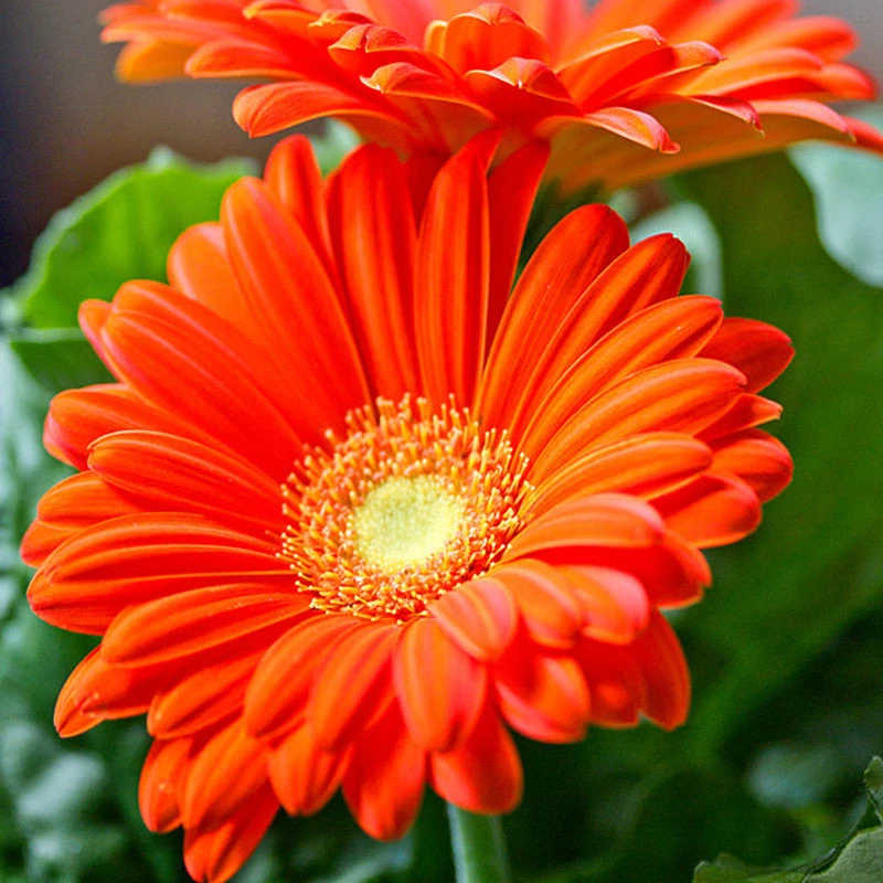 Gerbera Plant Orange - Top Bed Room 1 Gerbera Plant Orange - Top Bed Room