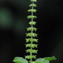 Sree Lakshmi Tulasi - Auspicious Plant