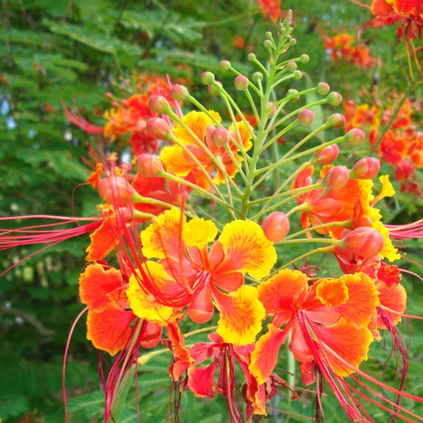 Caesalpinia/Shankasur Red - Flowering Shrubs 1 Caesalpinia/Shankasur Red - Flowering Shrubs
