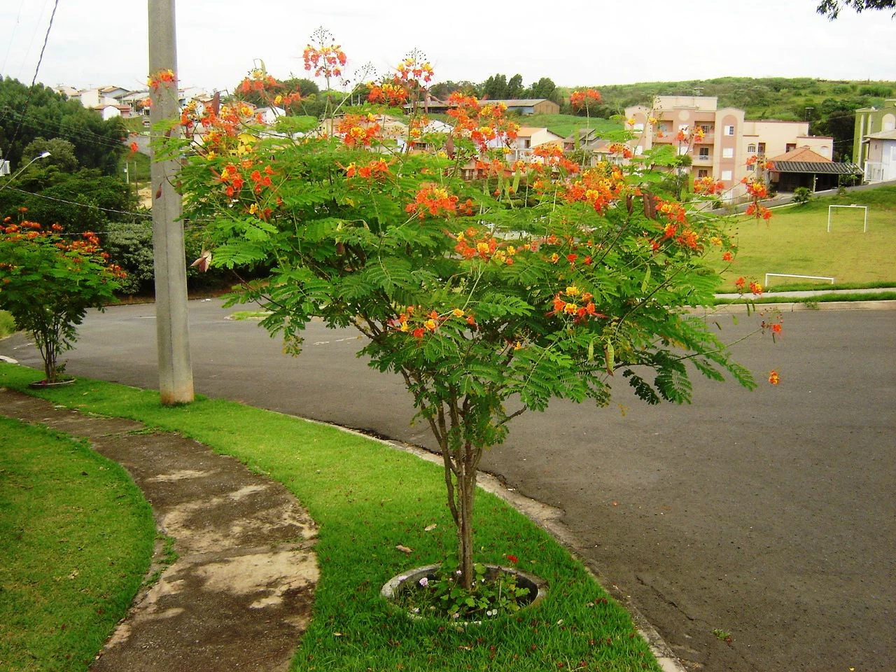 Caesalpinia/Shankasur Red - Flowering Shrubs 3 Caesalpinia/Shankasur Red - Flowering Shrubs - Image 3