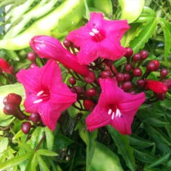 Cardinal Creeper(Ipomoea Horsfalliae) - Creepers & Climbers -Care Flowering Shop cardinal creeper 890755 960 720