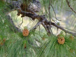 Chir Pine - Avenue Trees 7 Chir Pine - Avenue Trees -Care Flowering Shop chirpine1