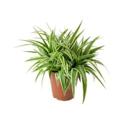 Chlorophytum Comosum/Spider Plant - Indoor Air-Purifying