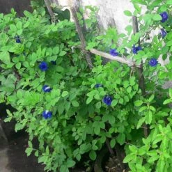 Clitorea Ternatea Blue - Creeper & Climbers -Care Flowering Shop clitoreablue2