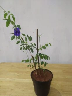 Clitorea Ternatea Blue Double - Creepers & Climbers -Care Flowering Shop clitoreabluedouble