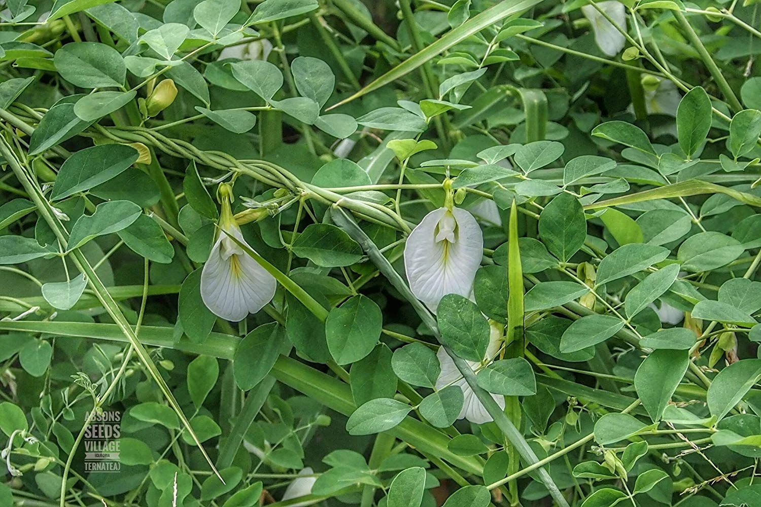 Clitorea Ternatea White - Creeper & Climbers 3 Clitorea Ternatea White - Creeper & Climbers - Image 3